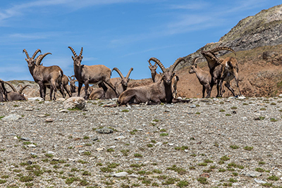 Domenica 17 Agosto 2014 – Piz Languard -  FOTOGALLERY